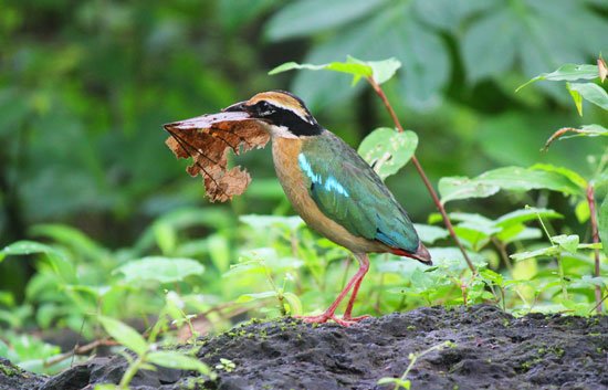 best places for birding in goa, best birding company in Goa, bird watching in goa, bird watching trip goa, eco tourism in goa