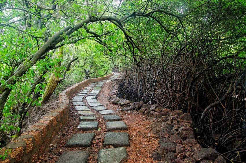 bird-watching-in-goa-chorao