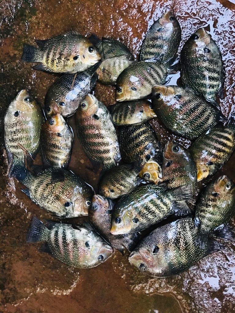 fishing methods of goa