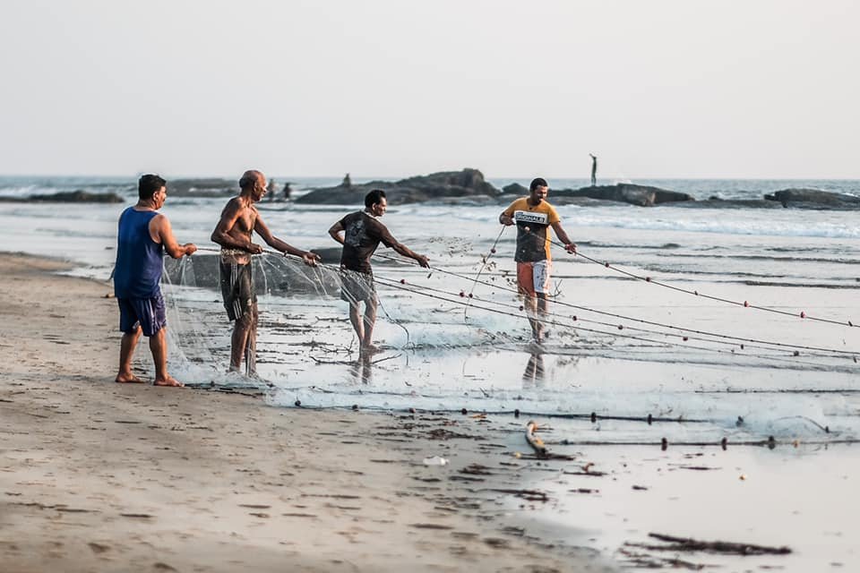 Goan people using Ramponn method for traditional fishing in Goa